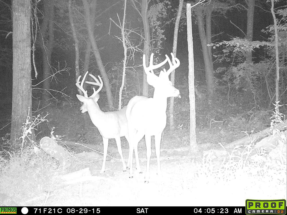 two bucks caught on a trail camera photo