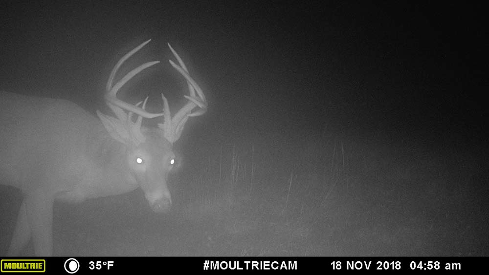 black and white trail camera photo of a deer at night