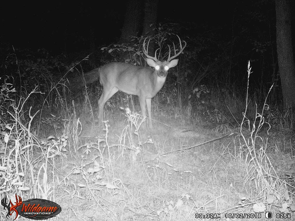 black and white trail camera photo of a giant 10 point buck