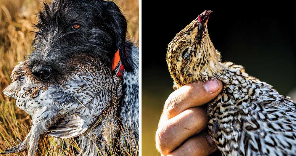 hunting dog with sharptail grouse