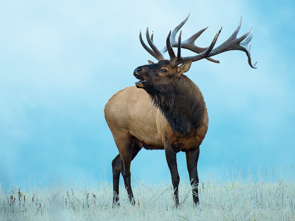 bull elk northern rockies