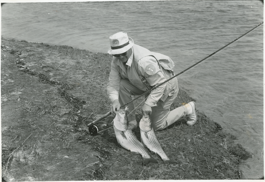 Black and white image of an angler with two large striped bass.