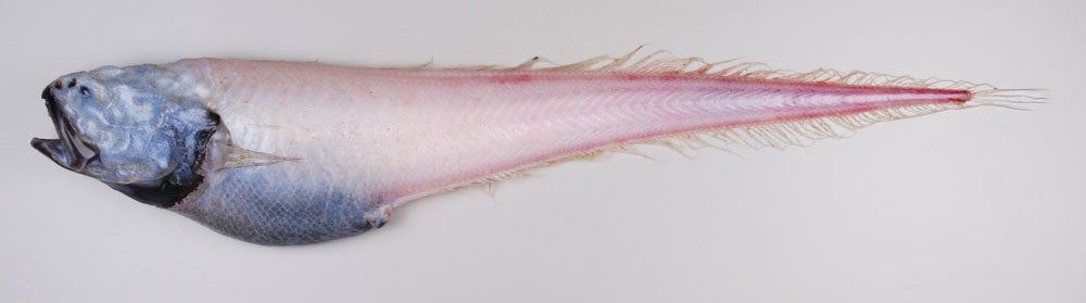 Unidentified Cusk-eel*