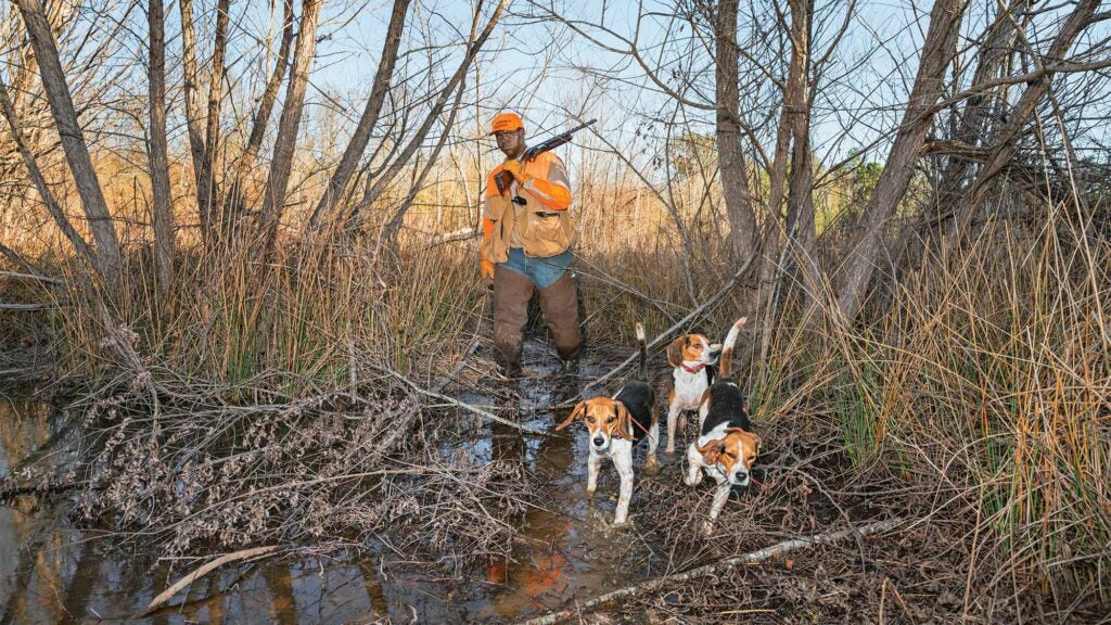 buchanon beagles rabbit hunting
