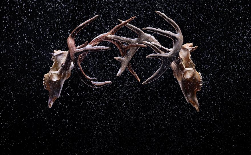 Two deer skulls posed in a fighting position on a black background. 
