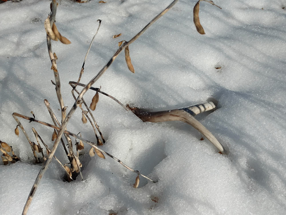 a whitetail shed antler in snow