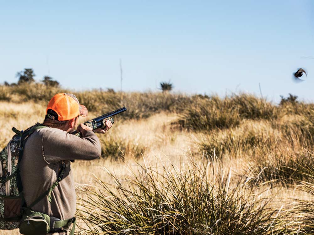 hunter shooting at quail