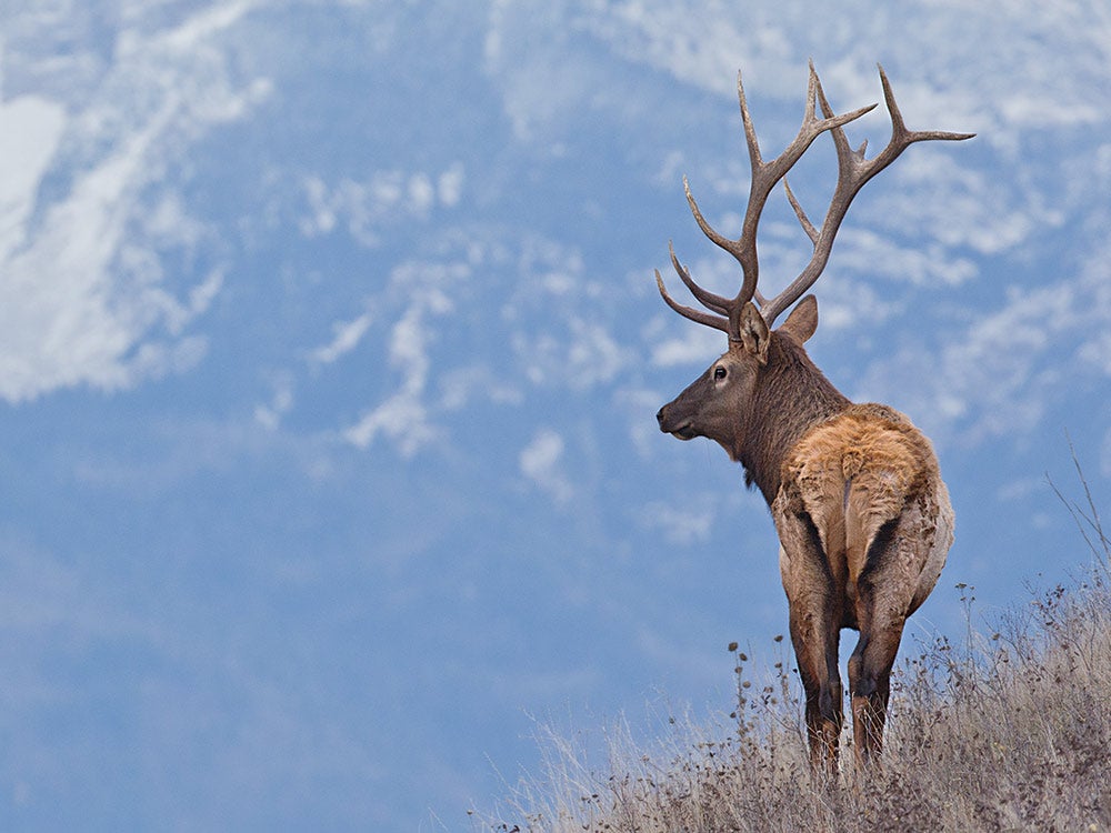 elk hunting colorado mountains
