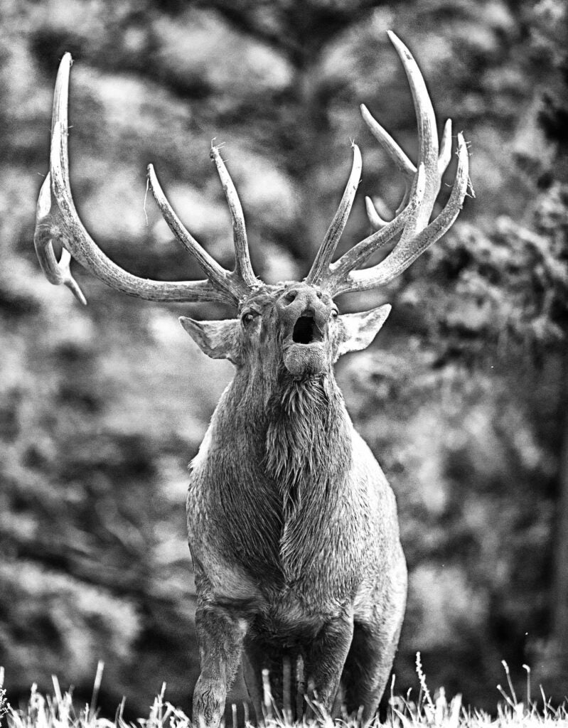elk hunting public land
