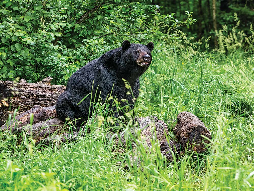 minnesota bruin black bear