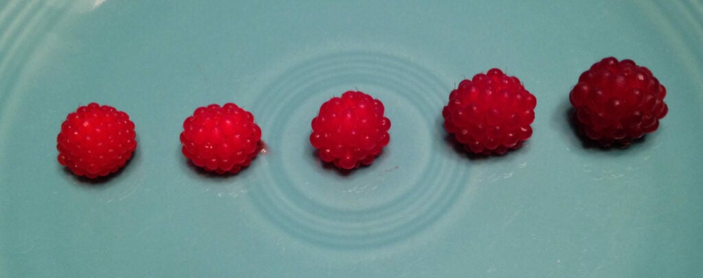 There's nothing out there that looks like a raspberry that can kill you.