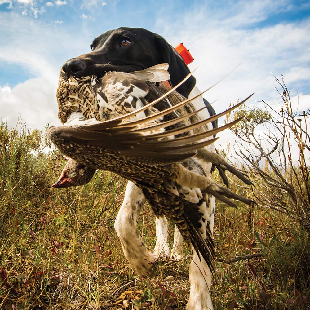 A german shorthaired pointer carrying a sage grouse in its mouth