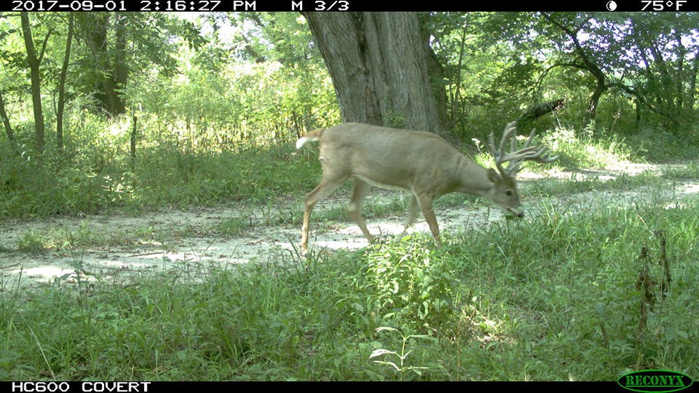 trail cam non-typical buck footage
