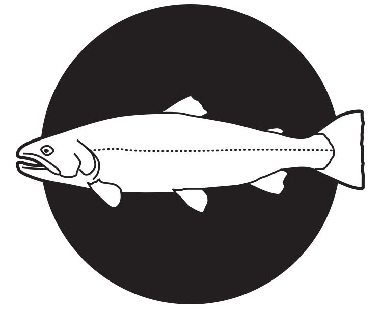 Trout illustration live bait fishing
