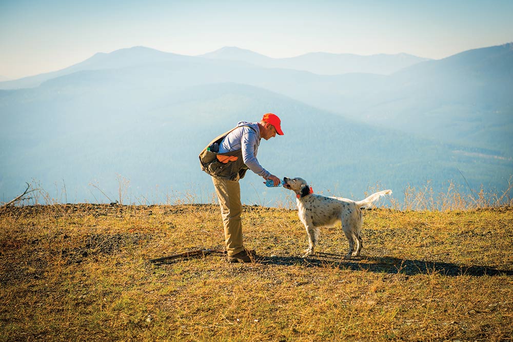 hunter giving water to english setter hunting dog