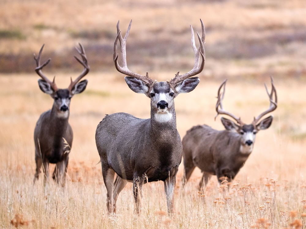 Trio of big mule deer bucks