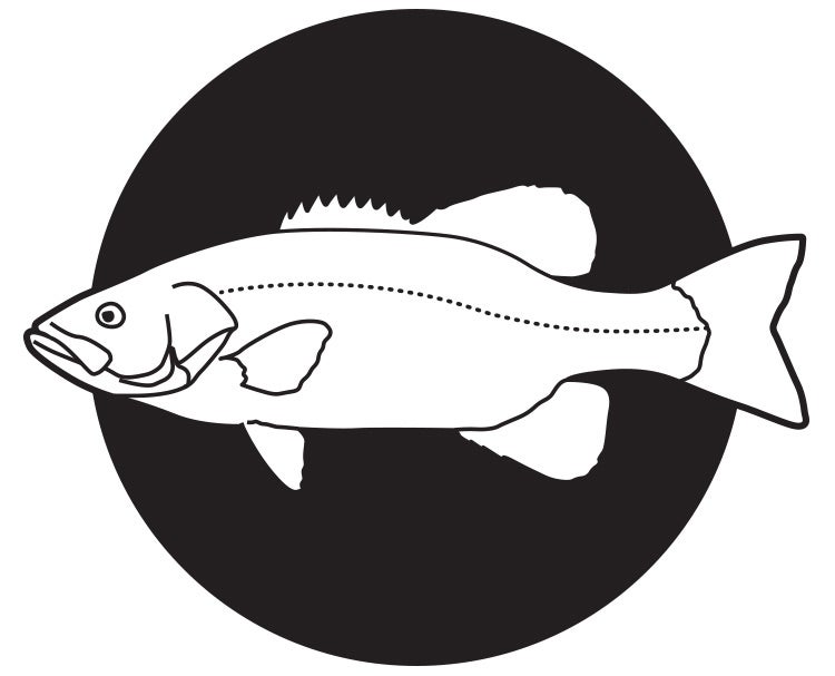 Smallmouth bass illustration live bait fishing