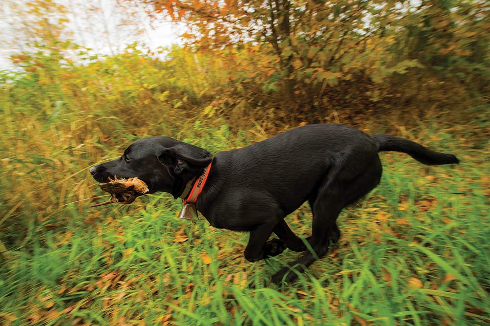 a black lab with a woodcock in its mouth