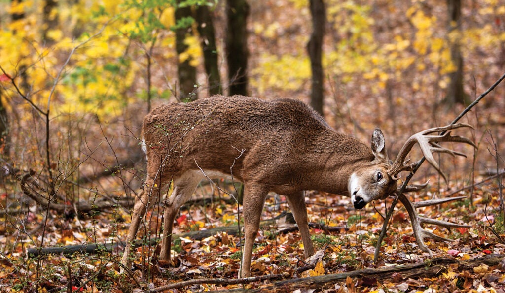 deer hunting,