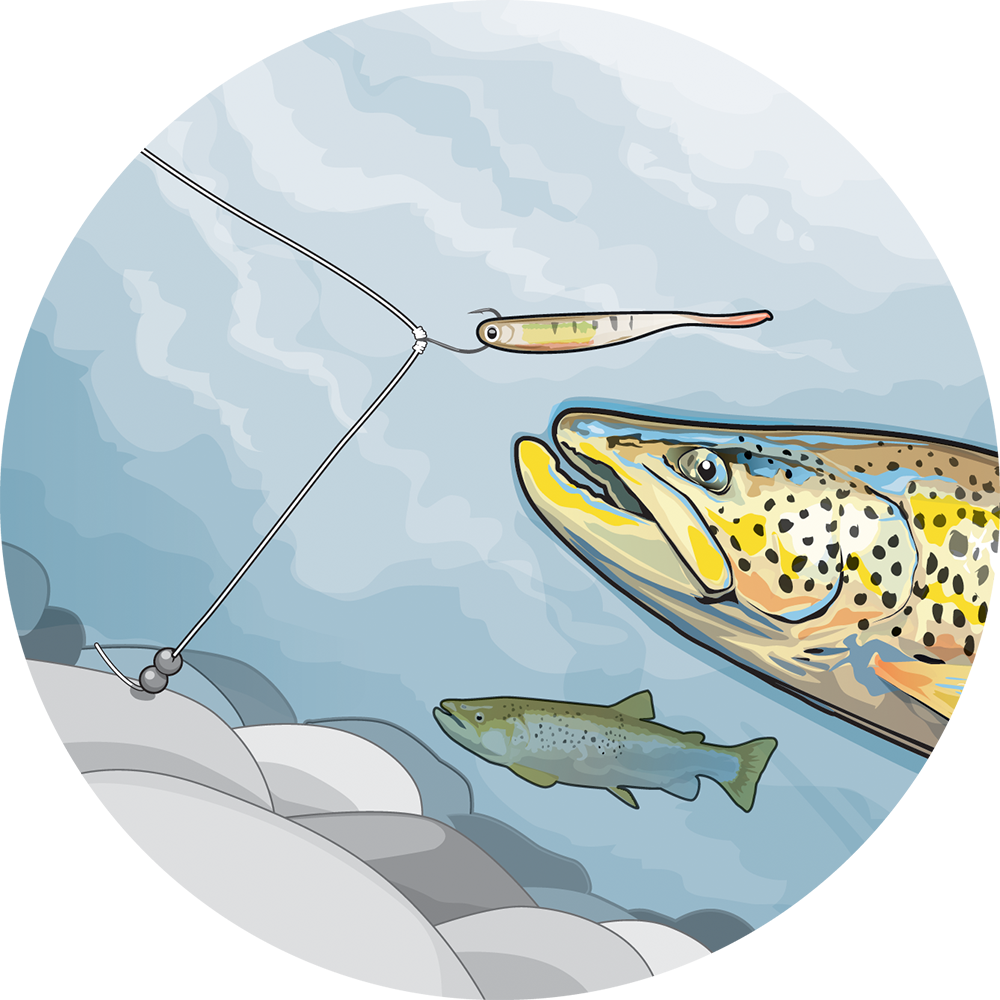 Trout going for soft bait illustration