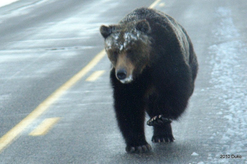 big grizzly bear in road