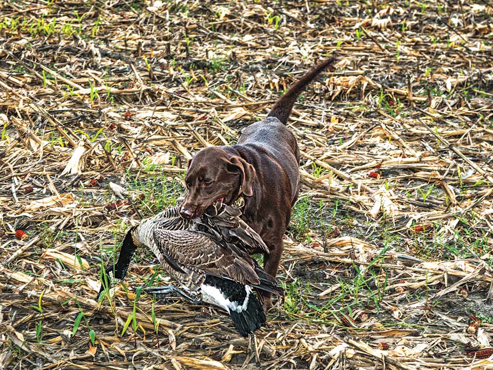 pointer dog fetch canadian geese