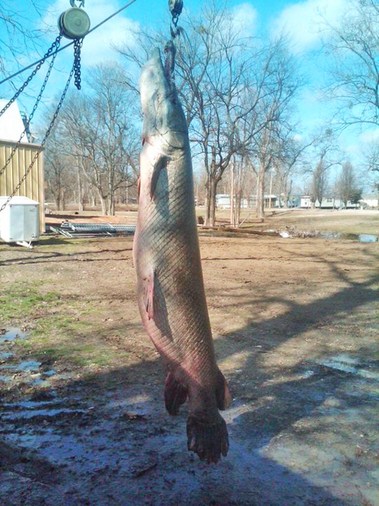 Hoisted in the air, the gar's length and girth are evident.