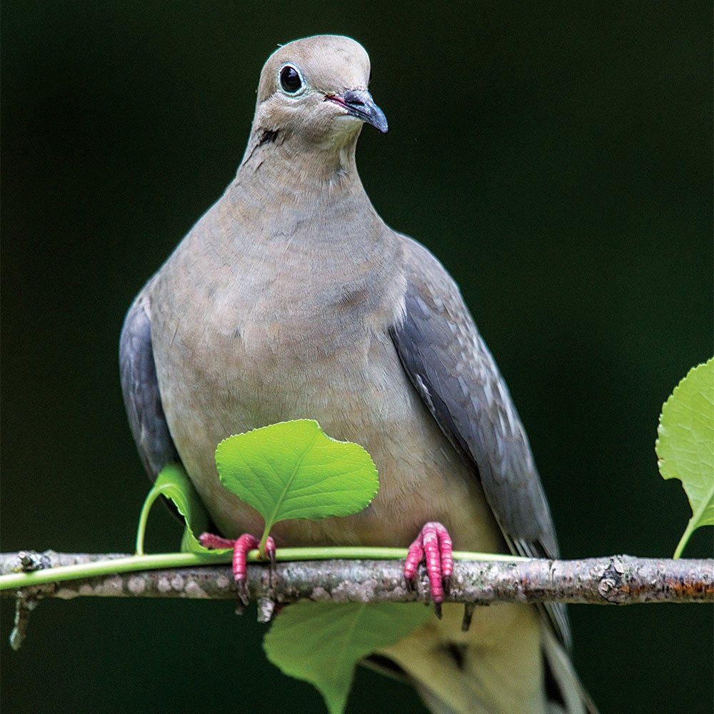 mourning dove on a branch