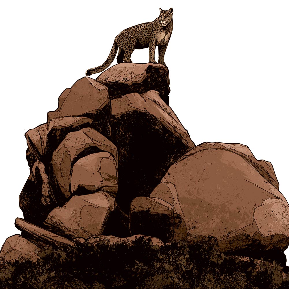 leopard on rock illustration by Kako