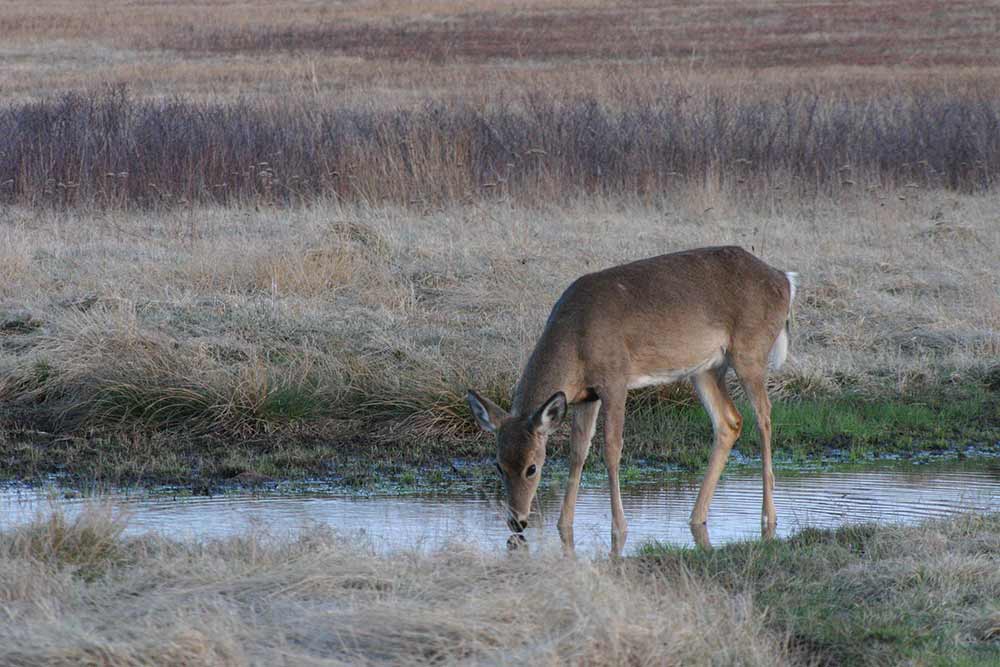a doe at a watering hole