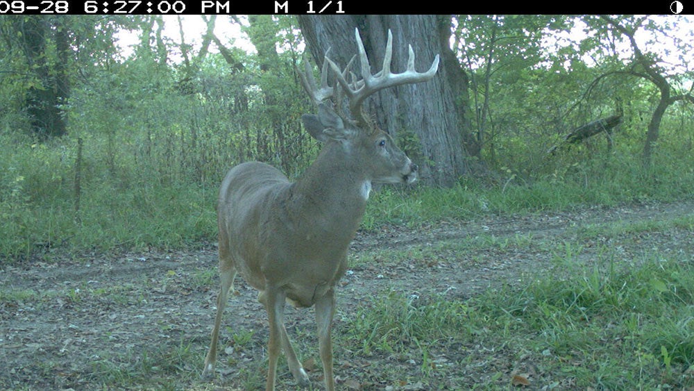 trail cam buck footage