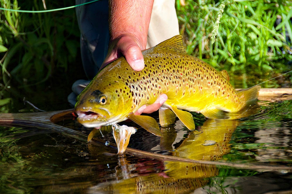 Trout Fly Rod Buying Guide
