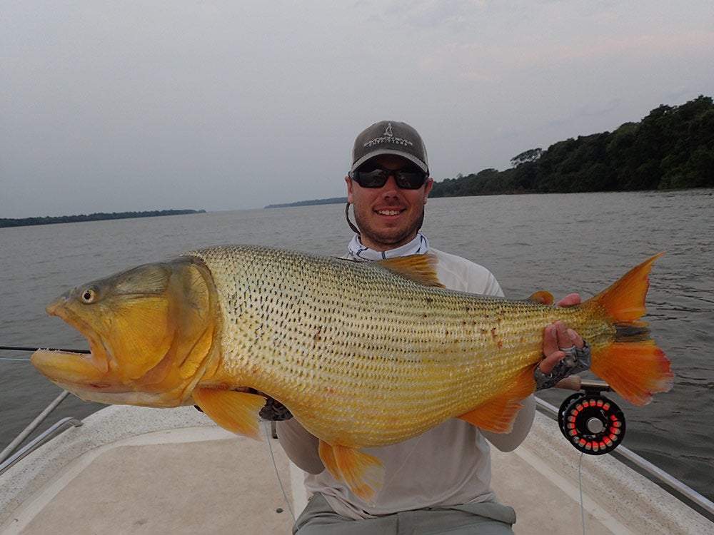 a massive golden dorado being held up by a fisherman