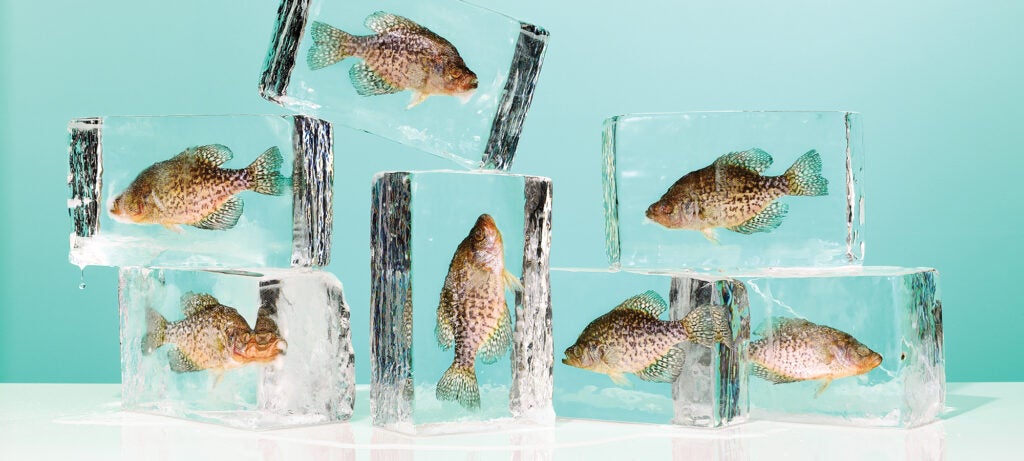 fish in ice blocks
