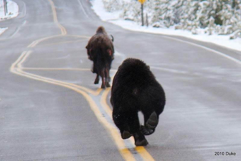 bear follows bison down road