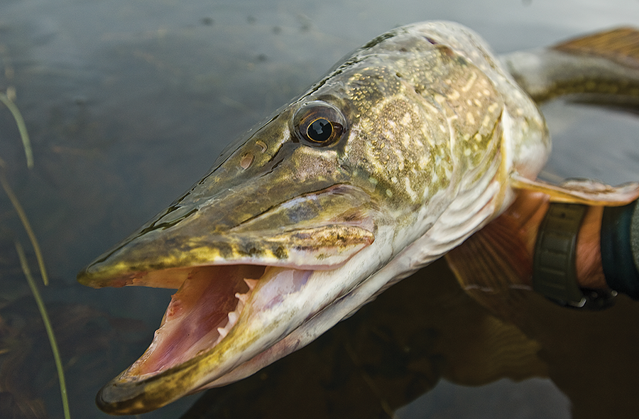 A pike before release.