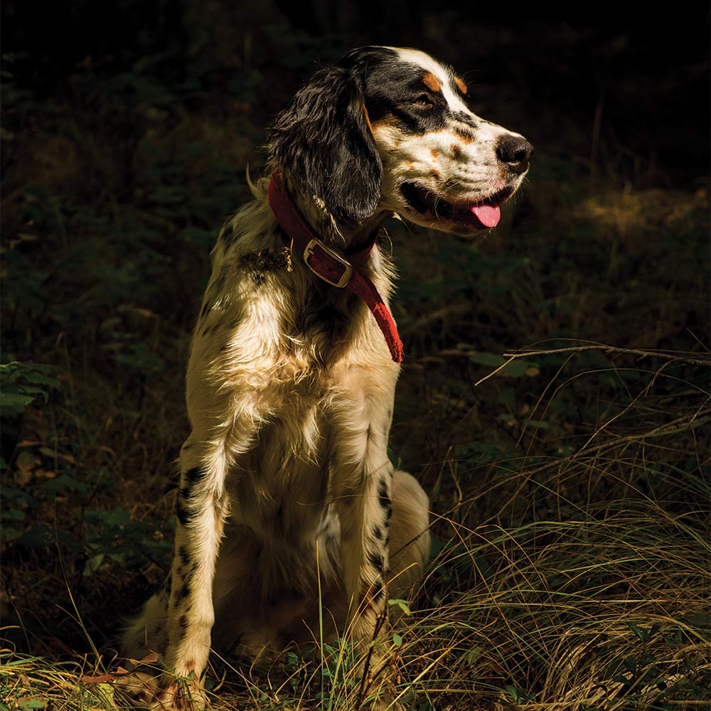 an english setter sitting in the grass