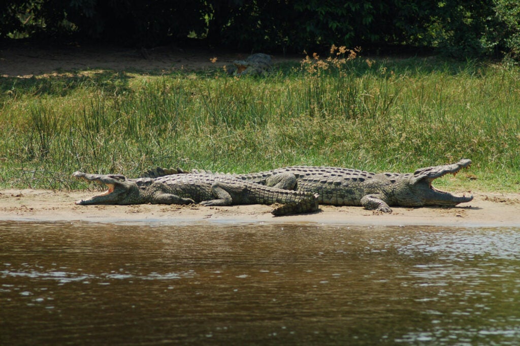 Crocodiles lounging on river banks
