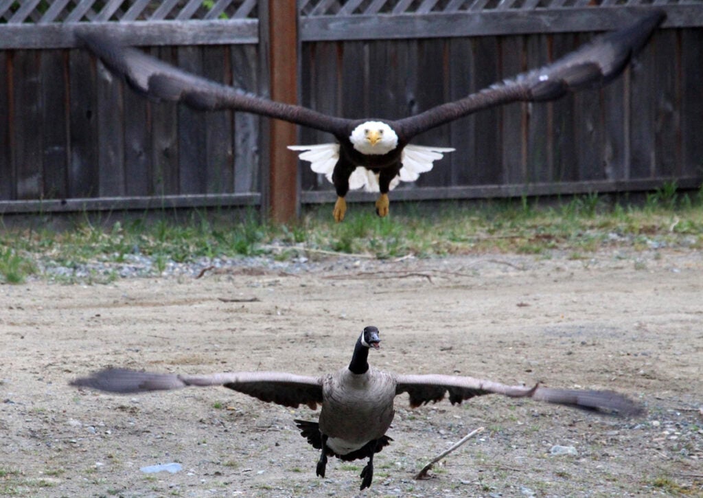 d eagle attacks, goose vs. bald eagle, bald eagle attacks goose,