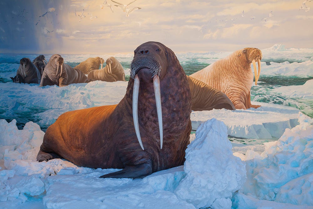 Polar Exploration Wonders of Wildlife National Museum & Aquarium