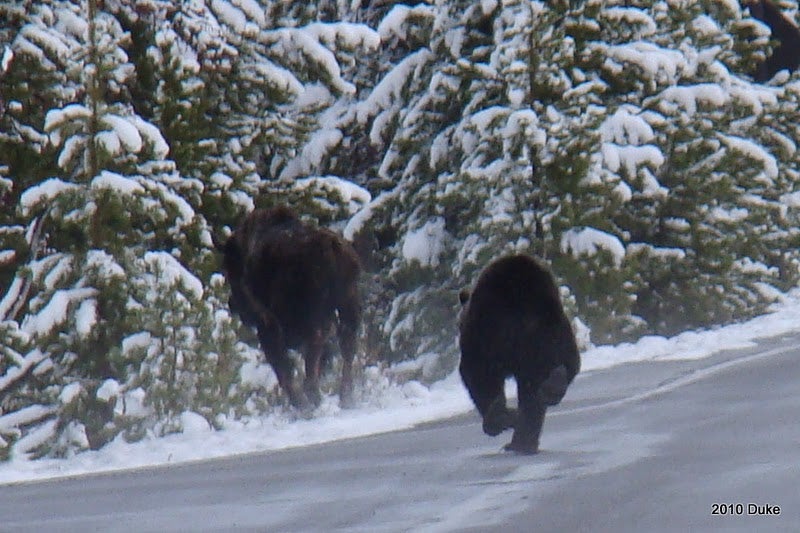 bison runs into trees followed by bear
