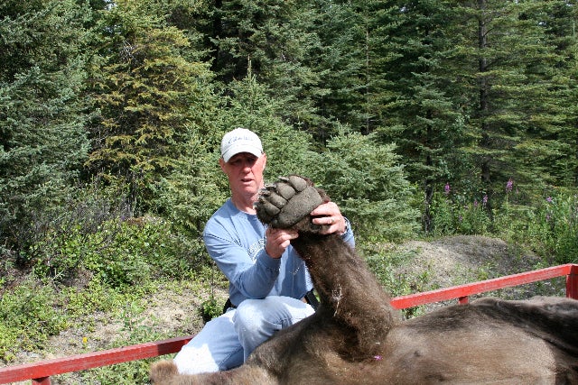 Greg Brush holds up the paws of a grizzly bear