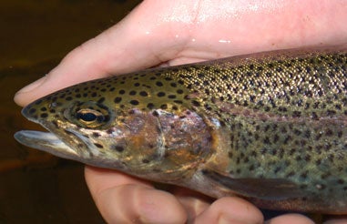 close up image of a trout