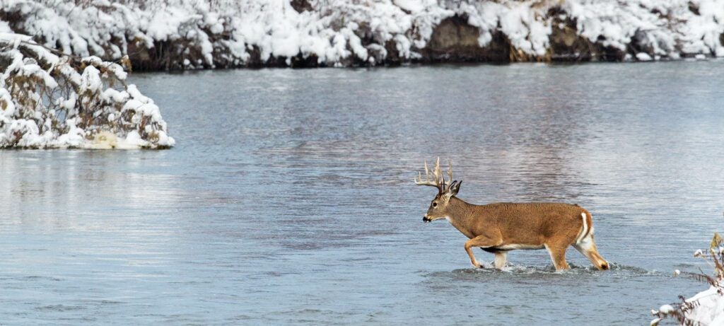 Whitetail buck wading a river