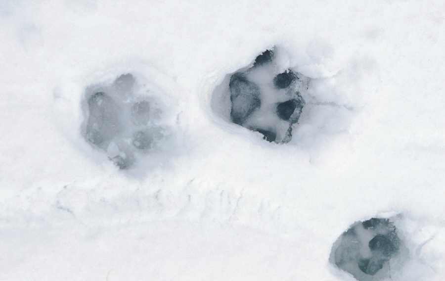 Photograph of mountain lion footprints in the snow.