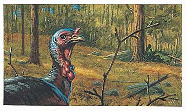 Sit Tight for Quiet Gobblers