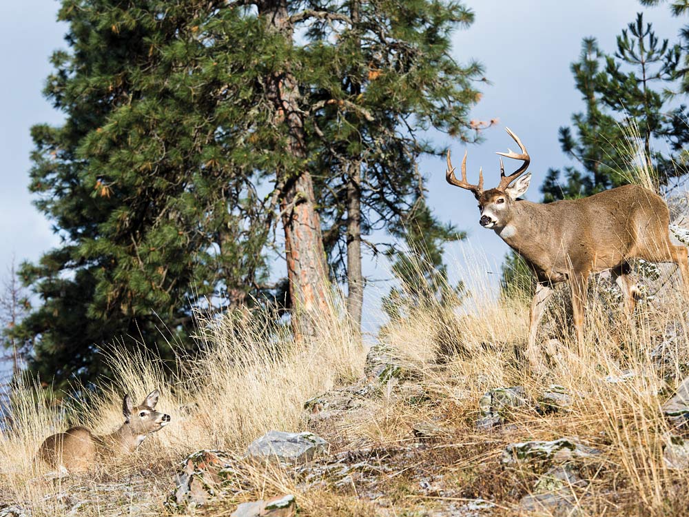 Buck and doe breeding pair on a hillside