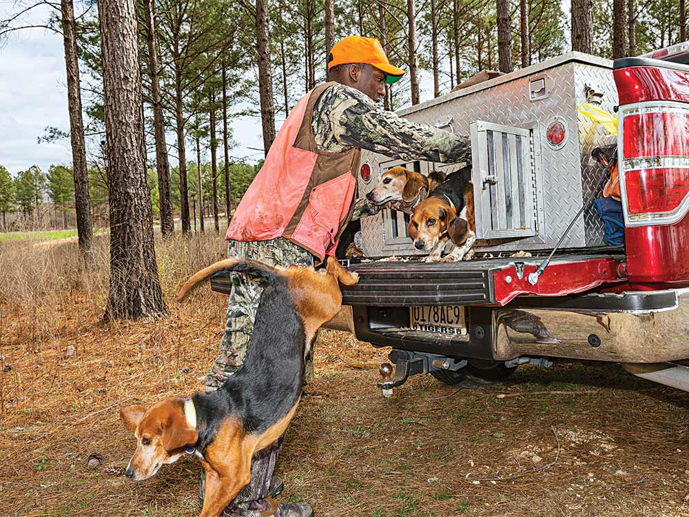 releasing beagles for hunting