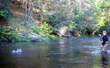 image of a stream and foliage