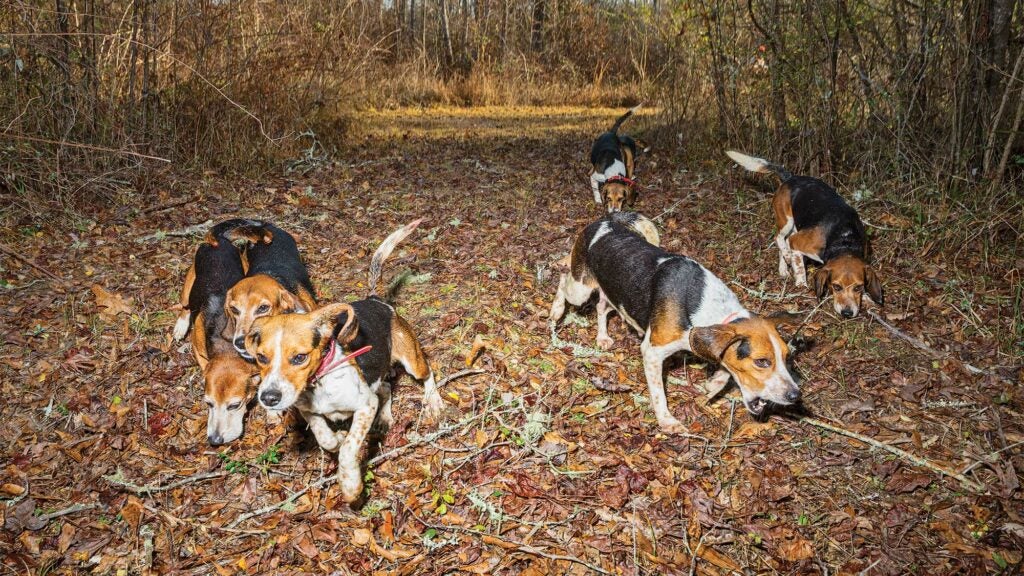 beagles running through woods